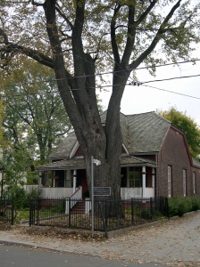 Maple Cottage with its famous tree
